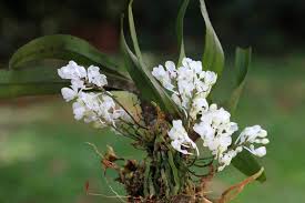 Image result for Rhipidoglossum densiflorum