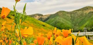 Photos of a super bloom of california poppies around lake elsinore were captured aboard a plane that took off from los angeles international airport on march 15, 2019. Lake Elsinore Super Bloom Shuttles Sunday March 31 2019 South Oc Beaches