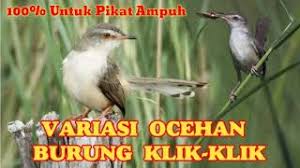 Vidio suara cici padi betina. Suara Burung Cici Padi Betina Buat Pikat Lagu Mp3 Video Mp4 3gp Waptrick