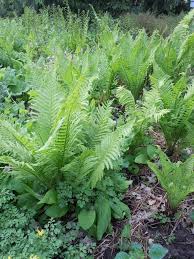 Image result for Osmunda regalis