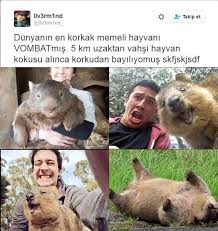 Haberneo Komik Seyler Hayvan Komik