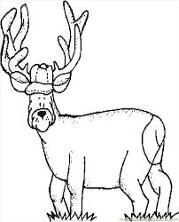Deer coloring page to color, print and download for free along with bunch of favorite deer coloring page for kids. Free Deer Coloring Pages Coloring Home