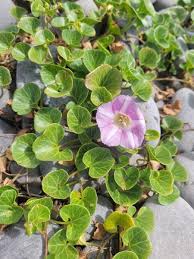Image result for Convolvulus goyderi