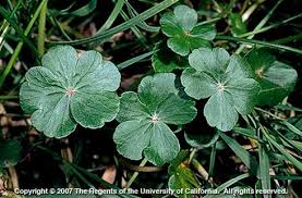 Image result for Hydrocotyle ranunculoides
