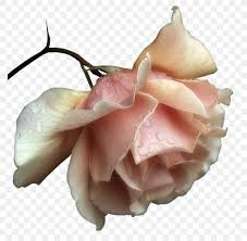 Good morning my love, you mean the world to me and it is only right that i let you know today and always. Love Good Morning Sms Romance Png 800x800px Love Boyfriend Cut Flowers Flower Friendship Download Free