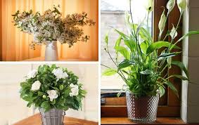 There is no better word to describe the fragrance of freesias than this − overwhelming (but in a good way)! These Plants Will Make Your Home Smell Good Femina In