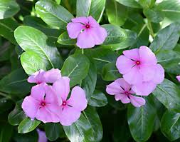 .action and side effects of cell cycle specifc agents including topoisomerase inhibitors (type i & type ii) and microtubule inhibitors (vinca alkaloids & taxanes) as well as cell antineoplastic drugs mentioned include; Vinblastine Vincristine And L Dopa Useful Plant Chemicals Youmemindbody