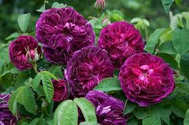 Rosa Gallica Charles De Mills One Of Vita Sackville West S Most Beloved Roses At Sissinghurst Scent Garden Pretty Flowers Rose