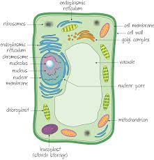 Plant cell parts and functions bbc bitesize. Cells 5th Definition Of Life Lessons Blendspace
