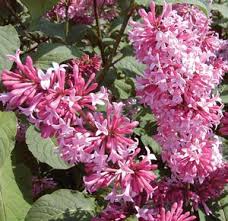 Image result for Syringa prestoniae