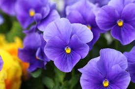 Easily found on roadsides, backyards, city parks, and woodland paths, it is sometimes considered a weed, but with such a winsome appearance, it is a favorite one for children to pluck and present to their parents. Here Are The Official State Flowers Of All 50 States Plus D C