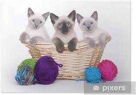 Female seal point siamese kitten, 8 weeks old, has first shot, dewormed ears cleaned, nails trimmed, litter trained. Siamese Kittens On White Background With Yarn Poster Pixers We Live To Change