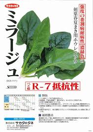 ほうれんそう ミラージュ Lサイズ 2万粒 サカタ交配 野菜種 ほうれんそう グリーンロフトネモト直営