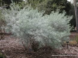 Image result for Senna artemisioides