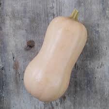 Image result for Cucurbita moschata