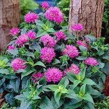 Pin On Cottage Flower Garden