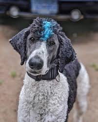 Shepherd dog german shorthaired pointer german spitz german wirehaired pointer giant schnauzer glen of imaal terrier golden retriever gordon. Blue Haired Mohawk Boy Album On Imgur