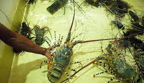 Pengembangan Budidaya Lobster Laut Di Indonesia Unair News