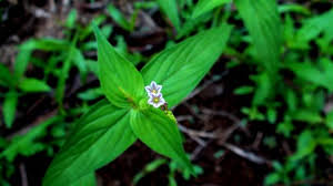 Image result for Spigelia anthelmia