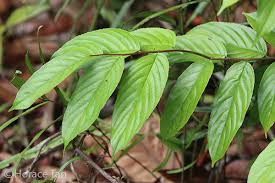 Image result for Ventilago