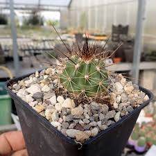 Find great deals on ebay for giant cactus. Echinocereus Triglochidiatus V Gonacanthus Hk 1293 Lake Lucero White Sands Otero County New Mexico Dw Uhlig Kakteen More Than 5 000 Different Species