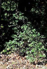 Image result for Hemarthria natans