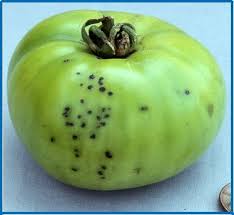 Image result for tomato seedling pseudomonas syringae pv tomato symptoms