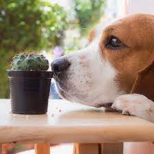 A cactus (plural cacti, cactuses, or less commonly, cactus) is a member of the plant family cactaceae, a family comprising about 127 genera with some 1750 known species of the order. Are Cactuses Poisonous To Dogs Succulents Network