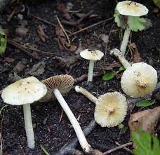 We did not find results for: Small Mushroom In Massachusetts Identification The Great Outdoors Stack Exchange