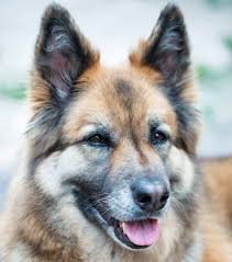 The pitbull husky mix is not generally recommended for those who may have the following characteristics: German Shepherd Husky Mix Your Complete Guide