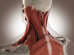(the cervical spine—the neck—has 7 vertebrae, and the lumbar spine—the low back—has 5 vertebrae. Neck Muscle Spasm Stiff Neck Muscles Get Rid Of Neck Muscle Pain Now