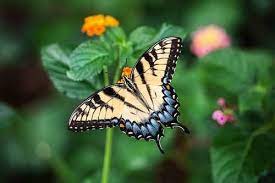 There are several ways to attract butterflies to your garden. Best Plants To Attract Butterflies To Your Uk Garden