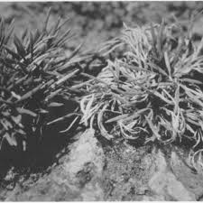 Image result for Cheilanthes angustifrondosa
