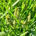 Image result for Tristachya