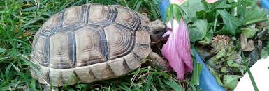 L'alimentazione delle tartarughe di terra è sempre la stessa, sia da cucciole che da adulte. Alimentazione Le Tartarughe Di Terra