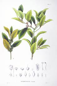 Image result for Pycnobotrya