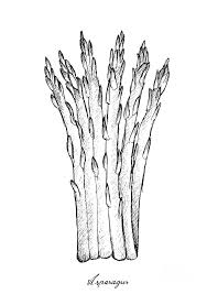 Hand Drawn Of Fresh Green Asparagus On White Background Drawing By Iam Nee They're great for all ages. hand drawn of fresh green asparagus on white background by iam nee