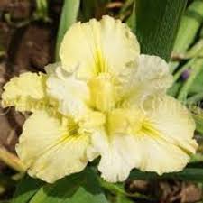 Image result for Pycreus mundtii