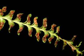 Image result for Lellingeria