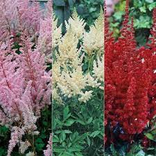 Opened Spring Hill Nursery Shade Perennials Perennials