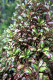 Maybe you would like to learn more about one of these? Coprosma Evening Glow Evening Glow Coprosma Evening Glow Mirror Bush Plant Lust
