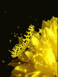 Tons of awesome.gif background to download for free. Yellow Butterfly Gif Yellow Butterfly Flowers Discover Share Gifs Butterfly Gif Yellow Butterfly Beautiful Gif