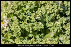 Image result for Polycarpon