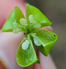 Image result for Gymnosporia arenicola