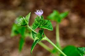 Image result for Elephantopus