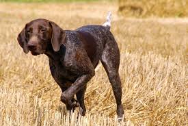 Premier german shorthaired pointer puppies of the carolina's. German Shorthaired Pointers German Shorthaired Pointer Breeders