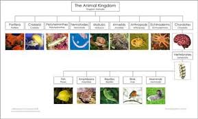 Animal Kingdom Chart From Montessori For Everyone Animal
