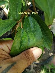 Check spelling or type a new query. Mykebun Plants Daun Berbintik Serupa Di Gambar Adalah Facebook