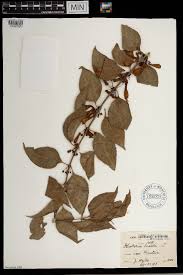 Image result for Halleria elliptica