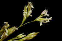 Image result for Trichopteryx stolziana